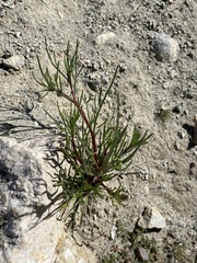 Chaenactis fremontii