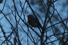 Erithacus rubecula