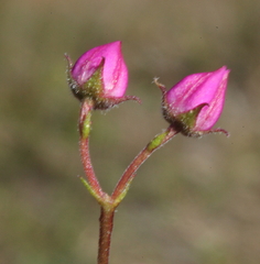 Boronia scabra scabra