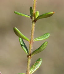 Boronia scabra scabra