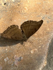 Junonia iphita