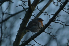 Erithacus rubecula