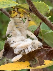 Yponomeuta malinellus