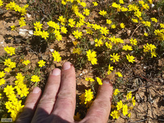 Rhynchopsidium pumilum