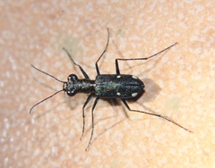 Prothyma proxima