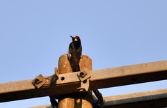 Melanerpes formicivorus