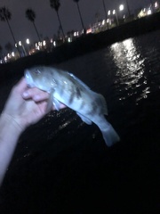 Paralabrax nebulifer