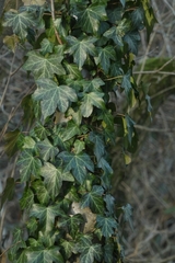 Hedera helix