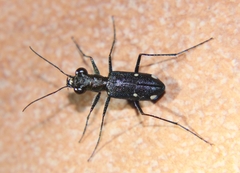 Prothyma proxima