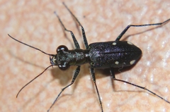 Prothyma proxima