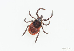 Ixodes pacificus