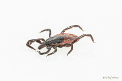 Ixodes pacificus