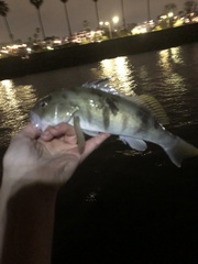 Paralabrax nebulifer