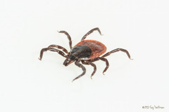 Ixodes pacificus