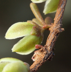 Boronia octandra