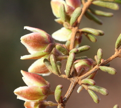Boronia octandra