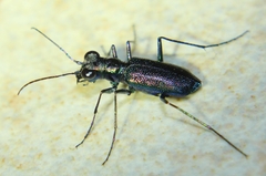 Prothyma proxima