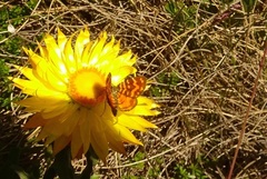 Chrysolarentia chrysocyma