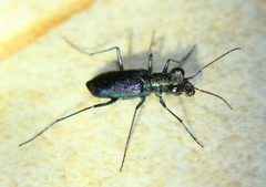 Prothyma proxima