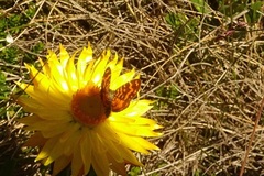 Chrysolarentia chrysocyma