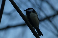 Parus major