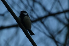 Parus major