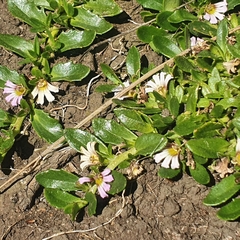 Scaevola hookeri