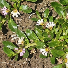 Scaevola hookeri