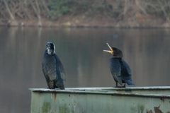 Phalacrocorax carbo