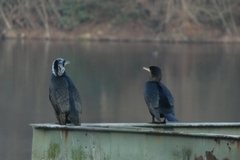 Phalacrocorax carbo