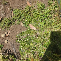 Scaevola hookeri