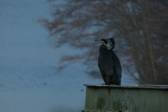 Phalacrocorax carbo