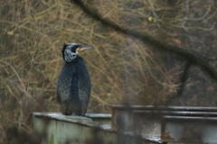 Phalacrocorax carbo