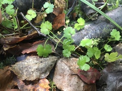 Hydrocotyle heteromeria