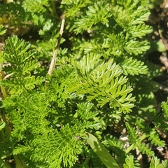 Chaerophyllum eriopodum