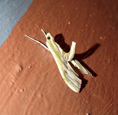 Agathodes ostentalis