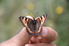 Aglais ladakensis
