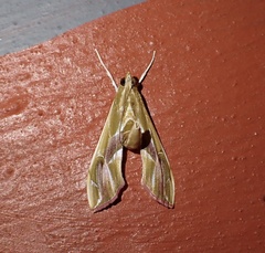 Agathodes ostentalis