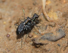 Cylindera severini