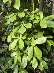 Pseudopanax
