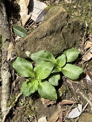 Swertia shintenensis