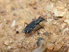 Cylindera severini