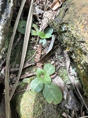 Swertia shintenensis