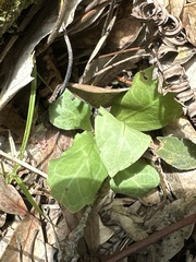 Swertia shintenensis