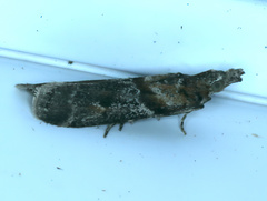 Phycitinae