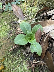 Swertia shintenensis