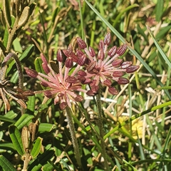 Chaerophyllum eriopodum