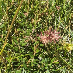 Chaerophyllum eriopodum