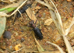 Jansenia tetrastacta