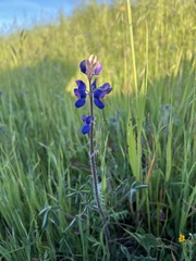 Lupinus nanus
